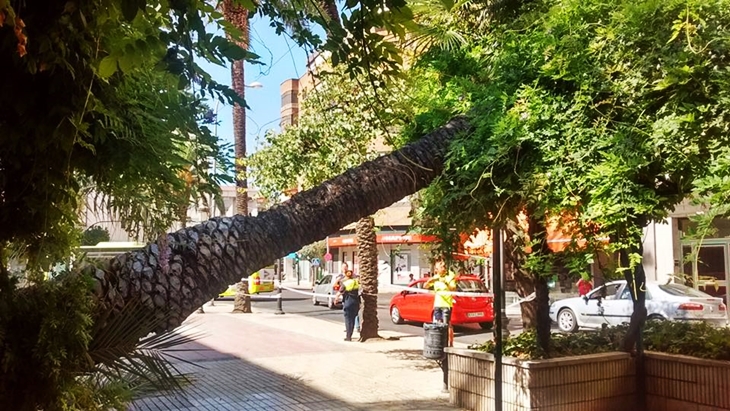 Desplome de una palmera de grandes dimensiones en la avenida de Huelva