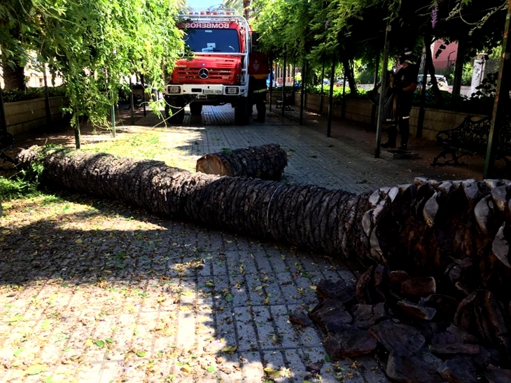 Desplome de una palmera de grandes dimensiones en la Avenida de Huelva
