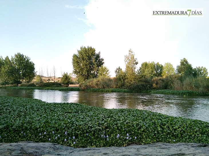 El camalote se esconde en Mérida, pero no en sus alrededores