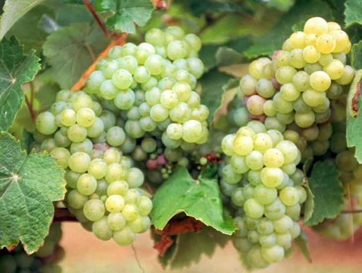 Apag estima que la producción de la uva será un 15% menos