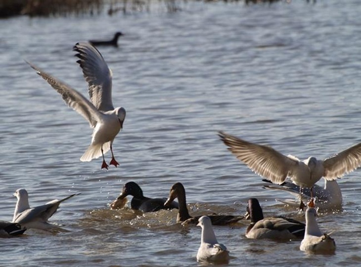 Extremadura presenta su turismo ornitológico en Reino Unido