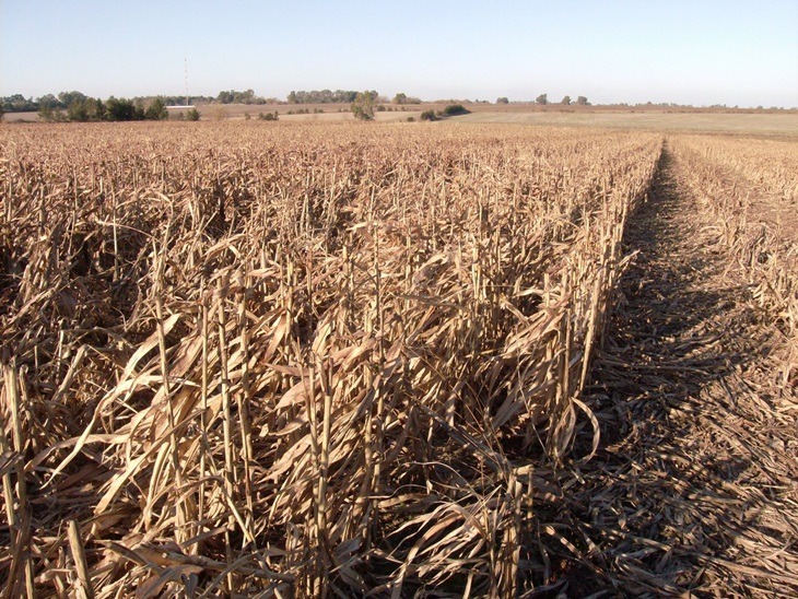 Asaja recuerda que la quema de rastrojos es la solución a la erradicación de plagas