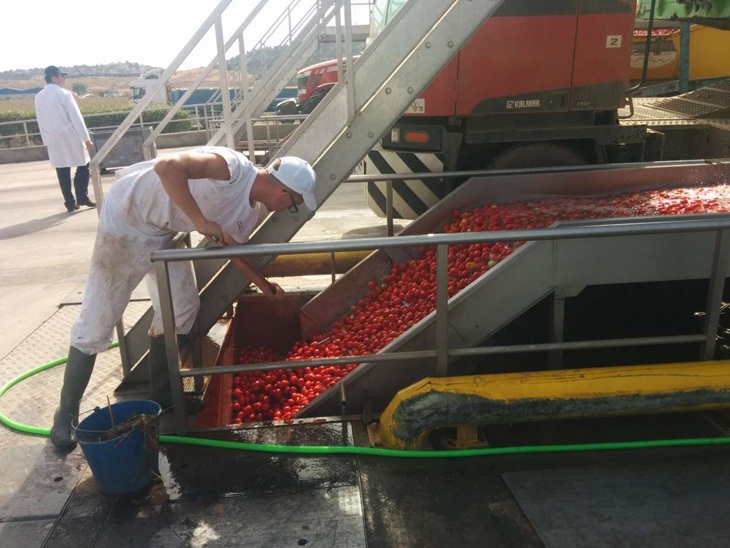 García Bernal destaca la capacidad innovadora del sector tomatero extremeño