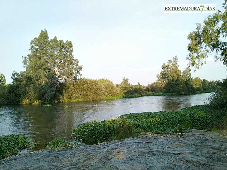 El camalote se esconde en Mérida, pero no en sus alrededores