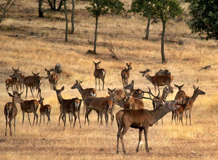 La Reserva de Caza de Cíjara recibe la etiqueta de calidad Wildlife Estates