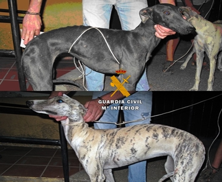 Sorprendidos cuando transportaban 3 galgos robados en el sur de Badajoz