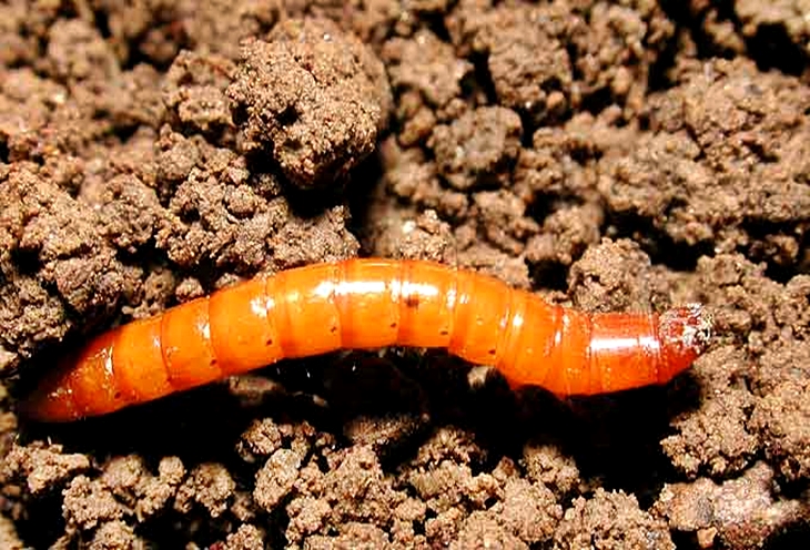 La Junta declara la plaga del gusano de alambre en la Campiña Sur