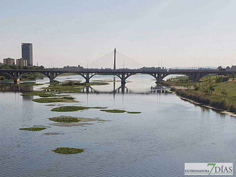 El camalote llega a Badajoz para quedarse