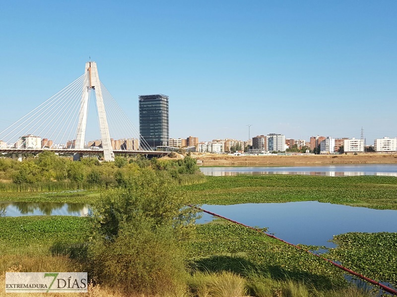 El camalote llega a Badajoz para quedarse