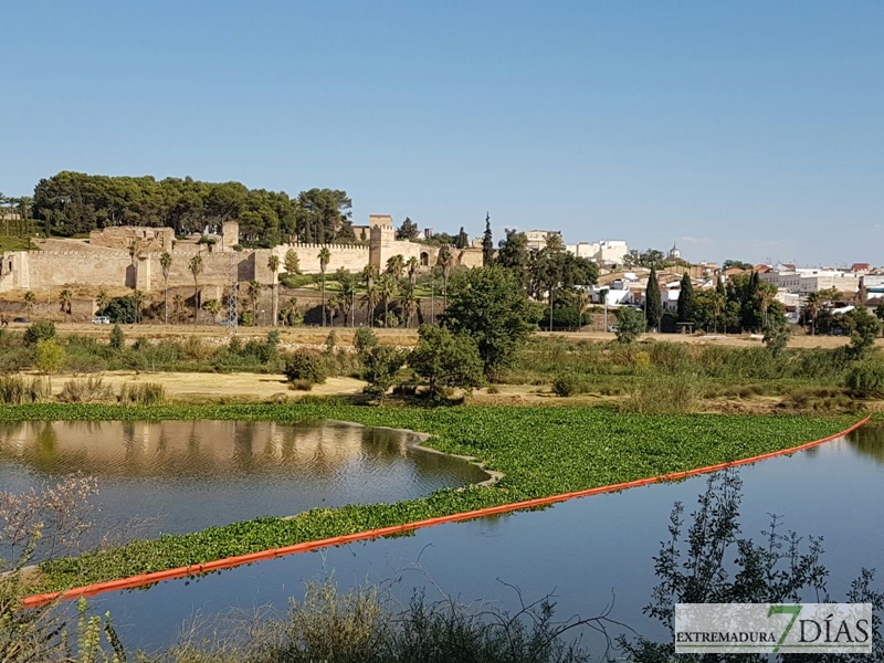 El camalote llega a Badajoz para quedarse