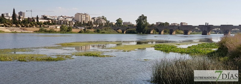 El camalote llega a Badajoz para quedarse