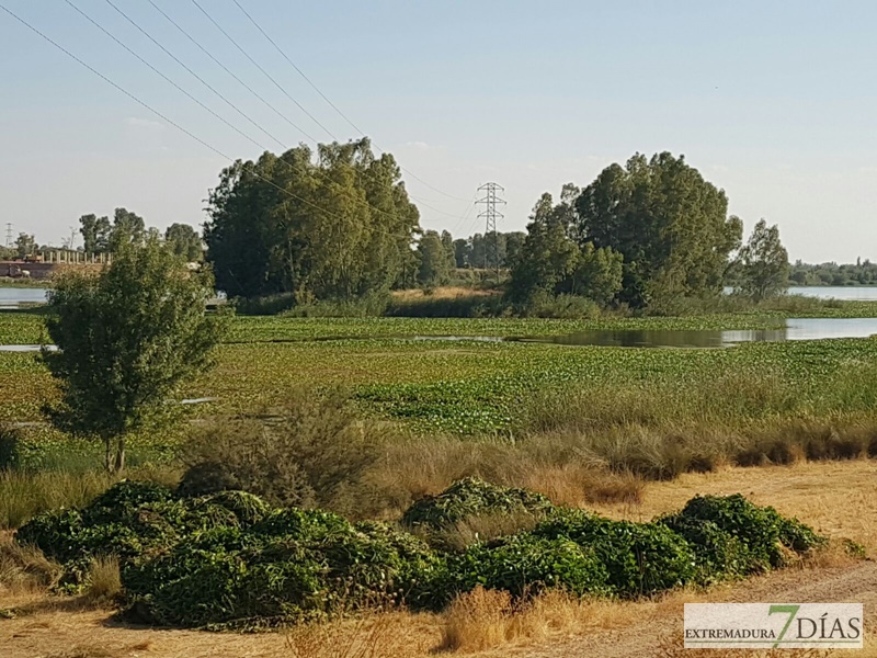 El camalote llega a Badajoz para quedarse