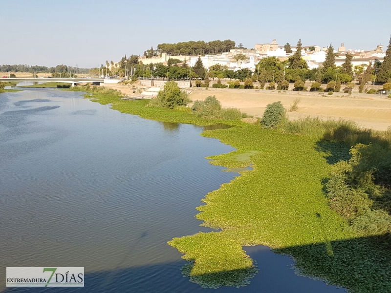 El camalote llega a Badajoz para quedarse