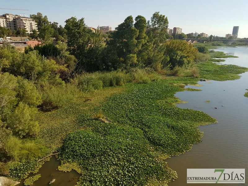 El camalote llega a Badajoz para quedarse