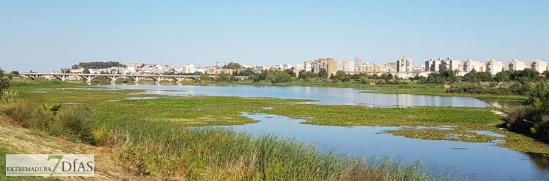 El camalote llega a Badajoz para quedarse