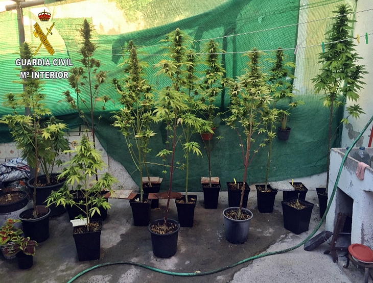 Intervenidas 102 plantas de marihuana en una finca y un domicilio de la región