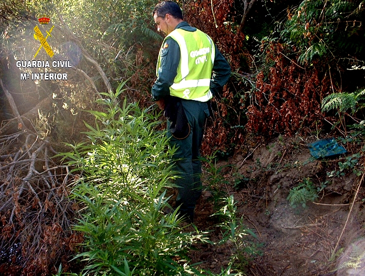 Intervenidas 102 plantas de marihuana en una finca y un domicilio de la región