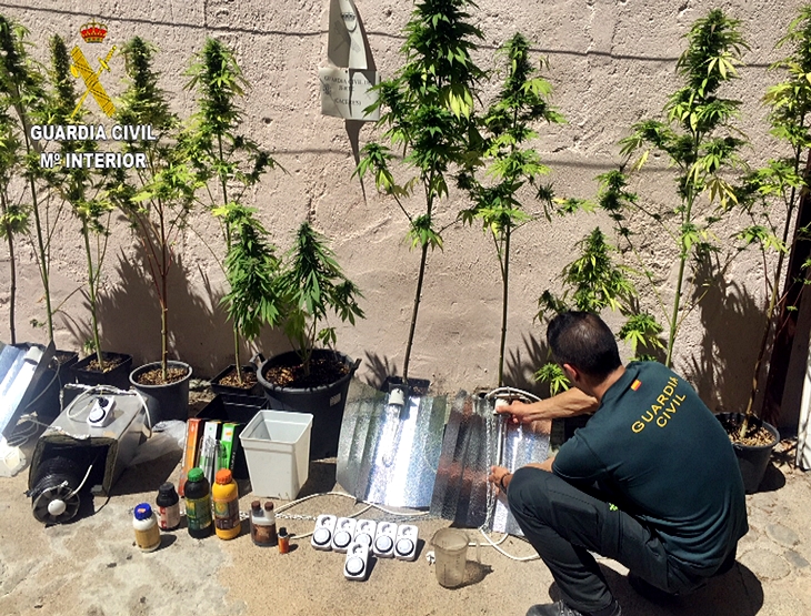 Intervenidas 102 plantas de marihuana en una finca y un domicilio de la región
