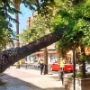 Desplome de una palmera de grandes dimensiones en la avenida de Huelva