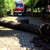 Desplome de una palmera de grandes dimensiones en la Avenida de Huelva