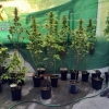 Intervenidas 102 plantas de marihuana en una finca y un domicilio de la región