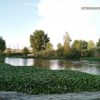 El camalote se esconde en Mérida, pero no en sus alrededores