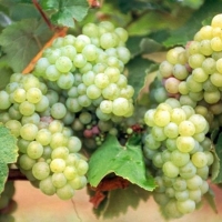 Apag estima que la producción de la uva será un 15% menor