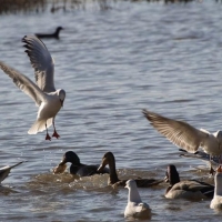 Extremadura presenta su turismo ornitológico en Reino Unido