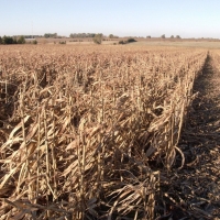 Asaja recuerda que la quema de rastrojos es la solución a la erradicación de plagas