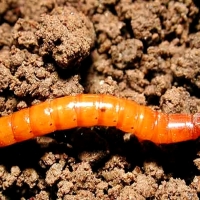 La Junta declara la plaga del gusano de alambre en la Campiña Sur