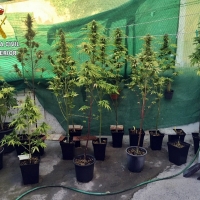 Intervenidas 102 plantas de marihuana en una finca y un domicilio de la región