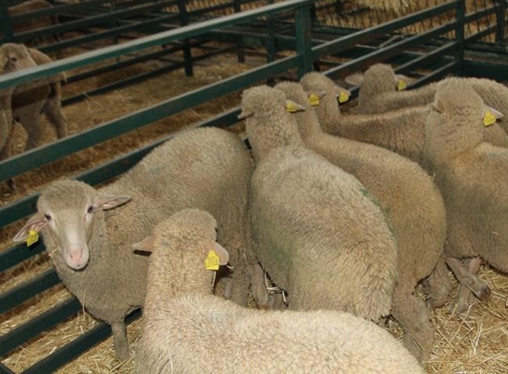 Convocadas las ayudas para la comercialización de ganado bovino