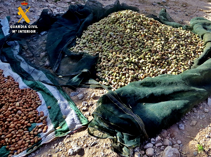 Sorprendidos cuando sustraían almendras de una explotación agrícola