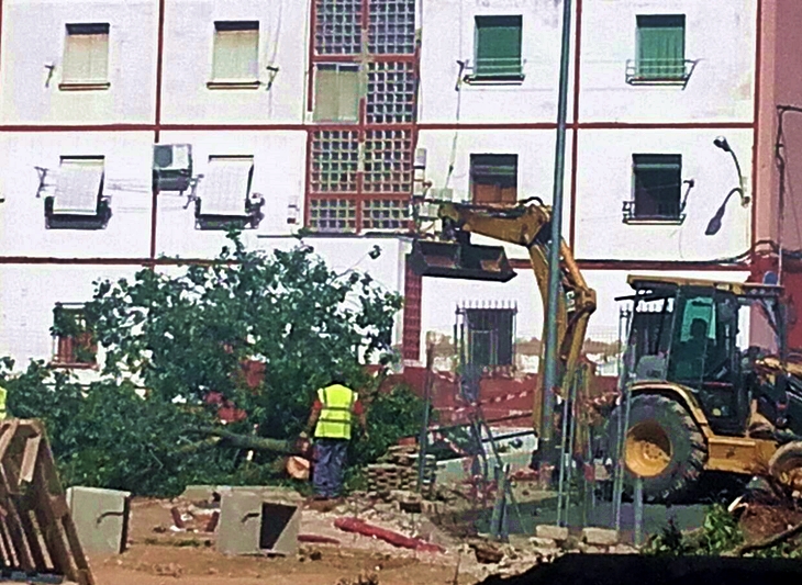 Denuncian la "agresiva" actuación del Ayto de Almendralejo contra el arbolado