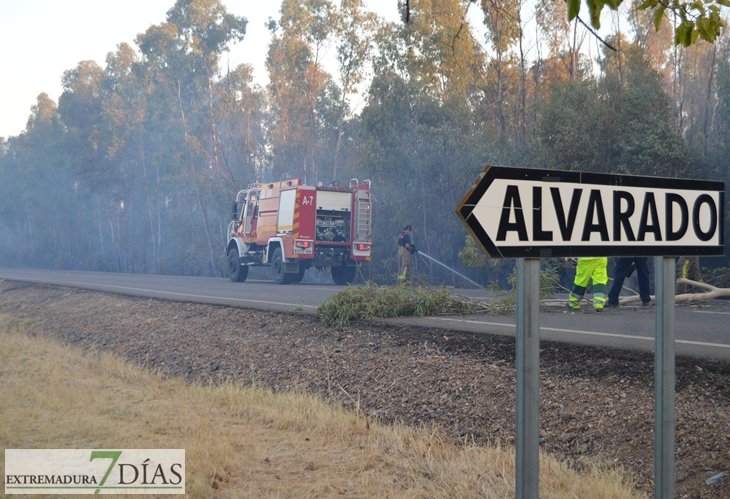 Arde parte de la alameda de Alvarado (Badajoz)