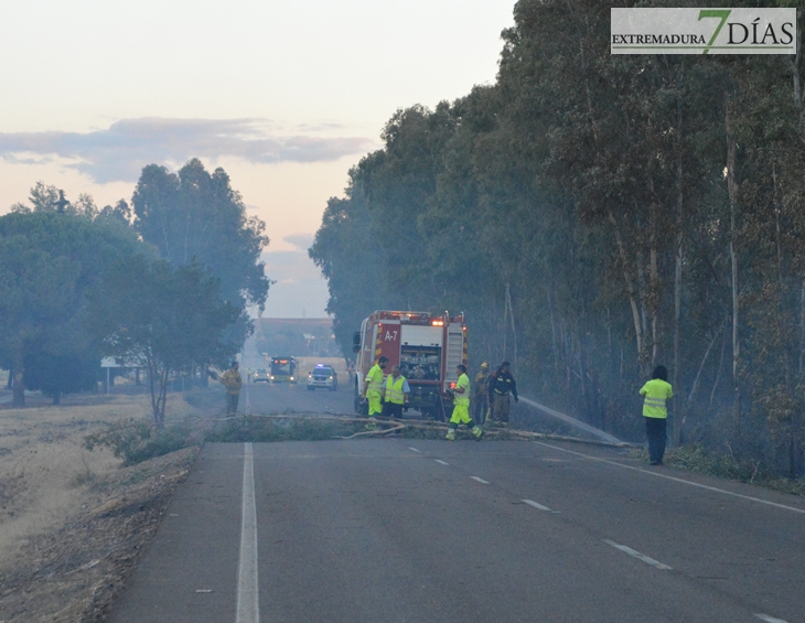 Arde parte de la alameda de Alvarado (Badajoz)