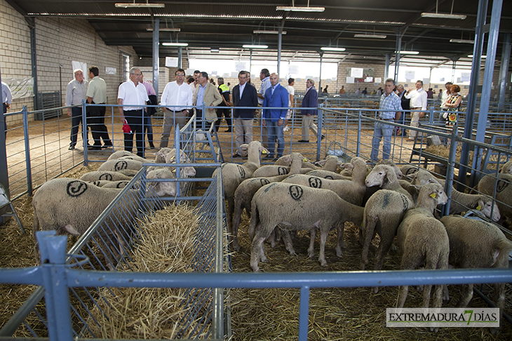 Queda inaugurada la 31 edición del Salón Ovino de Castuera