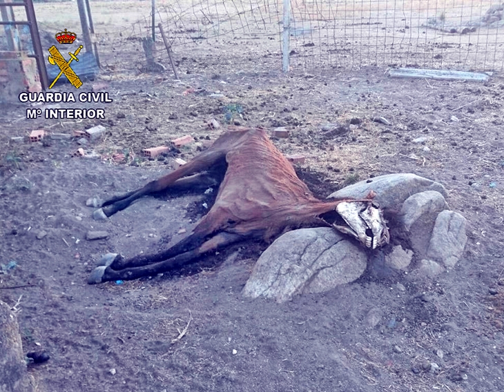Detenido por tener burros, mulos y caballos en pésimas condiciones