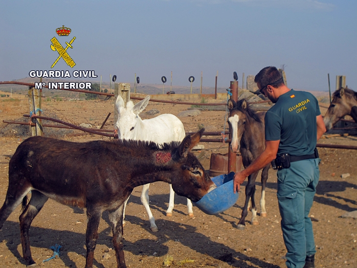 Detenido por tener burros, mulos y caballos en pésimas condiciones