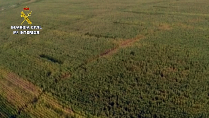 Aprehendidas más de 600 plantas de marihuana en varias plantaciones