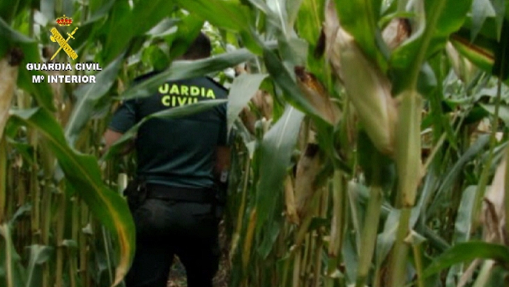 Aprehendidas más de 600 plantas de marihuana en varias plantaciones