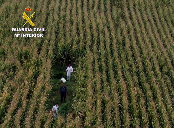 Aprehendidas más de 600 plantas de marihuana en varias plantaciones