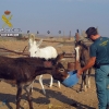Detenido por tener burros, mulos y caballos en pésimas condiciones