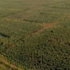 Aprehendidas más de 600 plantas de marihuana en varias plantaciones