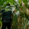 Aprehendidas más de 600 plantas de marihuana en varias plantaciones