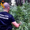 Desmantelada una plantación de marihuana oculta entre la vegetación de una finca