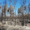 Día después del incendio en la Frontera de Caya (Badajoz)