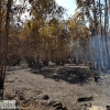 Día después del incendio en la Frontera de Caya (Badajoz)