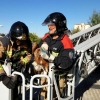 Curioso rescate de un buitre leonado en la torre Caja Badajoz