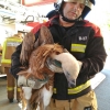 Curioso rescate de un buitre leonado en la torre Caja Badajoz